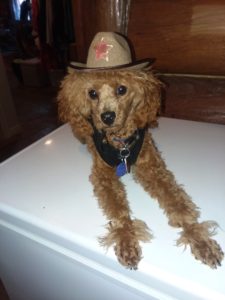 Louie Vuitton is 1 foot tall and weighs 7 lbs. he is considered a miniature poodle by AKC standards because of his height.