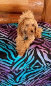 Prada stands 1 foot tall and weighs 10 lbs. She is registered as a miniature poodle with the AKC due to her height. She is the biggest mama we have!